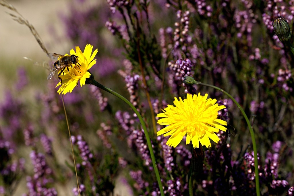 kalmhoutese heide hei hdr natuurgebied natuur landschap natuurpark natuurreservaat wandelen heidegebied bossen vennen